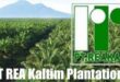 Gaji PT REA Kaltim Plantations