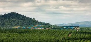 Gaji PT Hutan Ketapang Industri